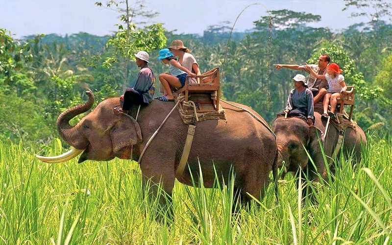 Elephant safari