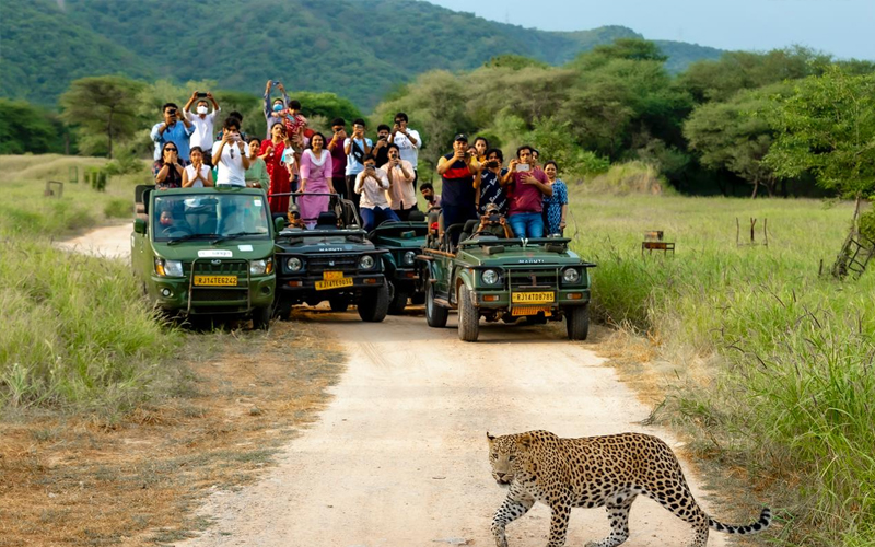 Jungle safari